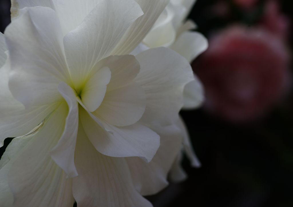 初春　ベゴニア