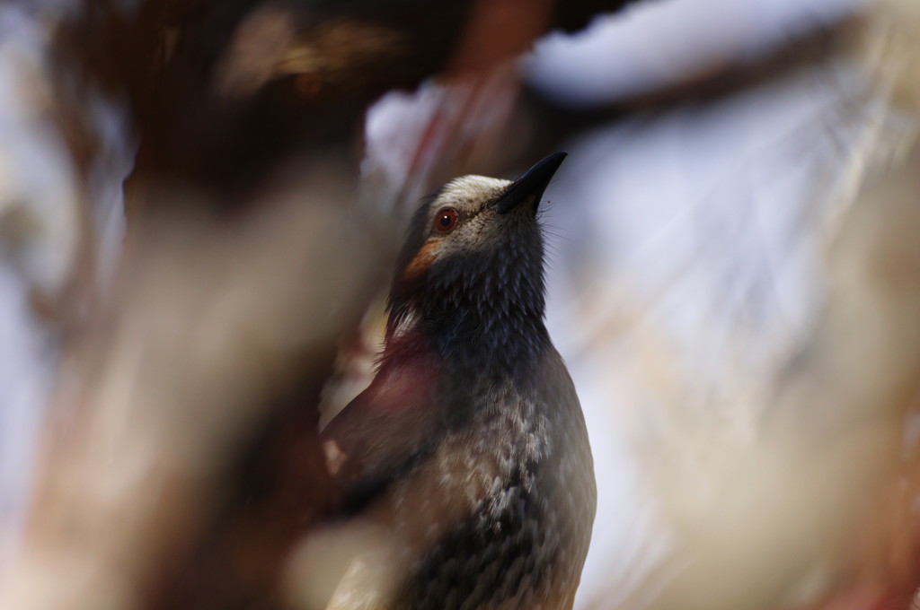 野鳥を探して　ヒヨドリ