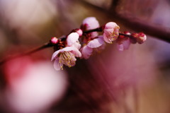 春を探して　梅の花様々