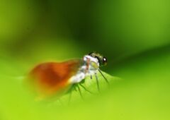 はつ夏　イトトンボ