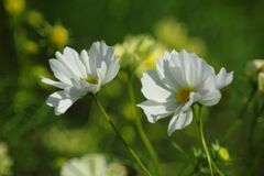 落日　コスモス