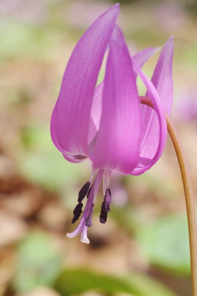 OLDLENS  カタクリ　Ⅱ