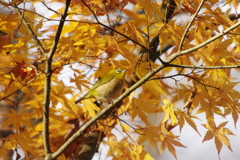 野鳥を探して　メジロ