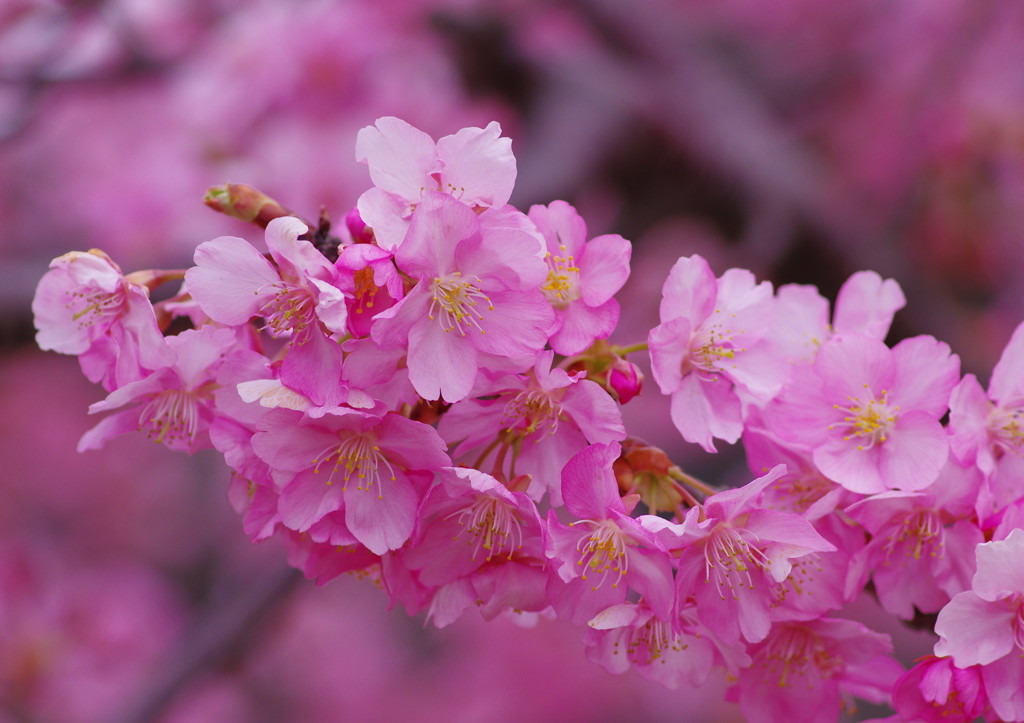 春を探して　河津桜