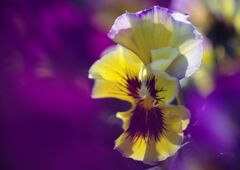 小春　パンジー