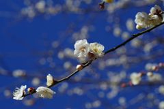 向春　白梅　Ⅱ