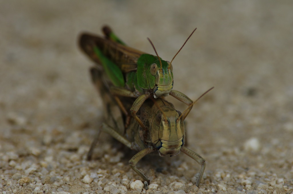 虫達を追って　とのさまばった