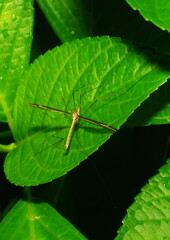 蝉時雨　ガガンボ　Ⅱ