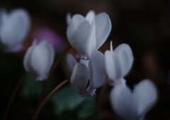 落日　シクラメン原種