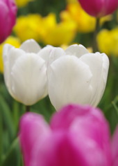 春色　チユウリップ　Ⅱ