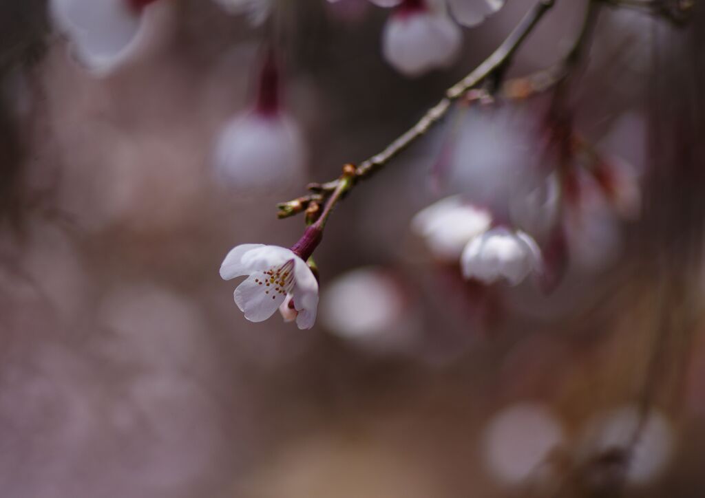 枝垂桜