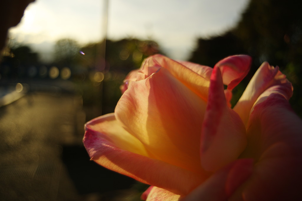 OLD LENS  バラ