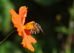 キバナコスモス