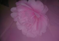 小春　サザンカ