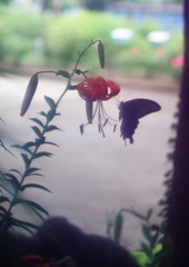 花と虫達　クロアゲハ　Ⅱ