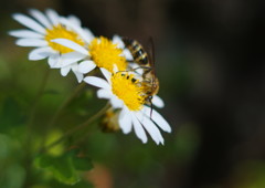 寒冷　花の名？