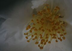 小春　サザンカ