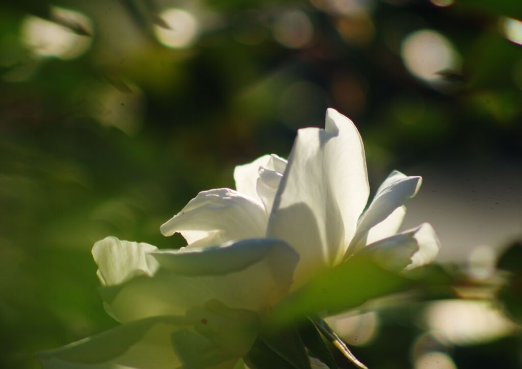 白露　薔薇