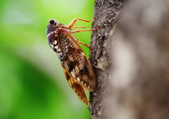 虫達を追って　アブラゼミ　Ⅱ