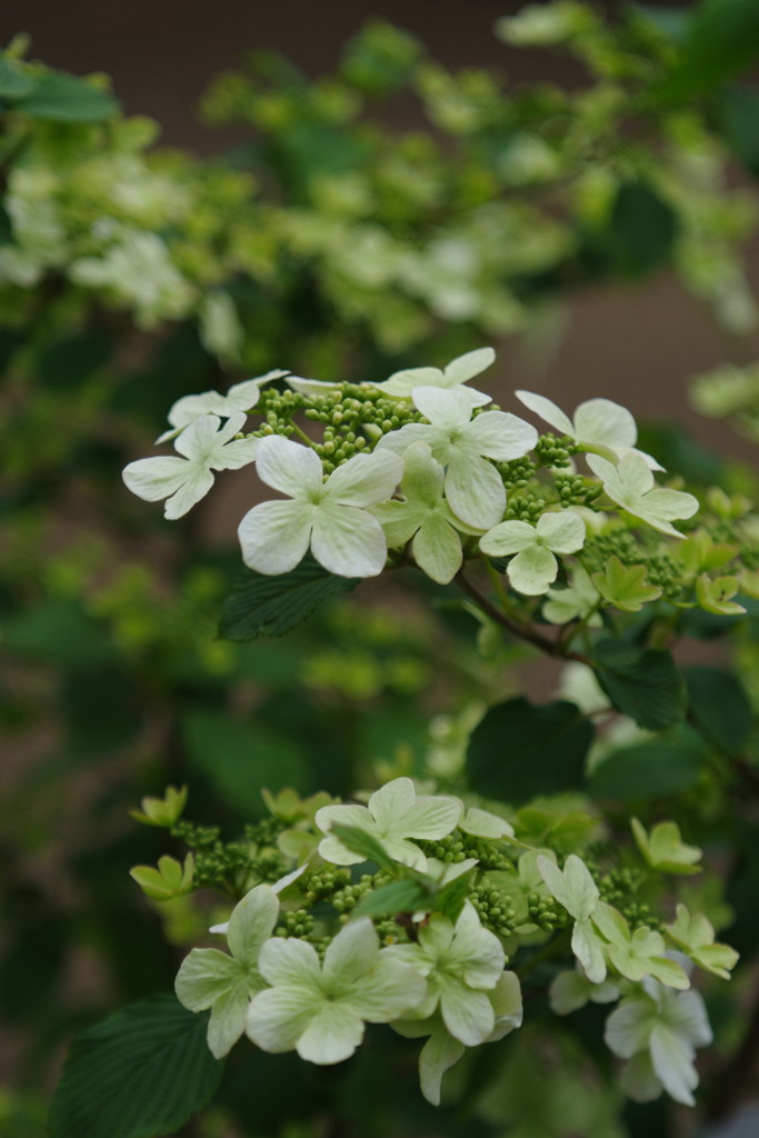 春色　紫陽花