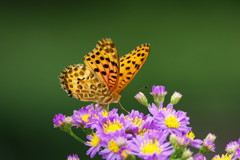 虫達を追って　タテハチョウ　Ⅲ