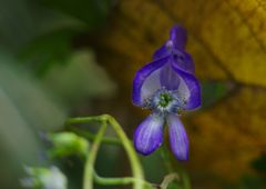 寒露　サラシナショウマ