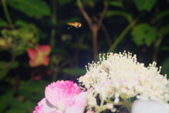 蝉時雨　ヒラタアブ