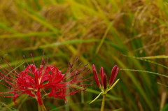 秋を探して　マンジュシャゲ
