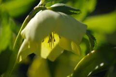 仲春　クリスマスローズ