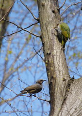 野鳥を探して　アオゲラ
