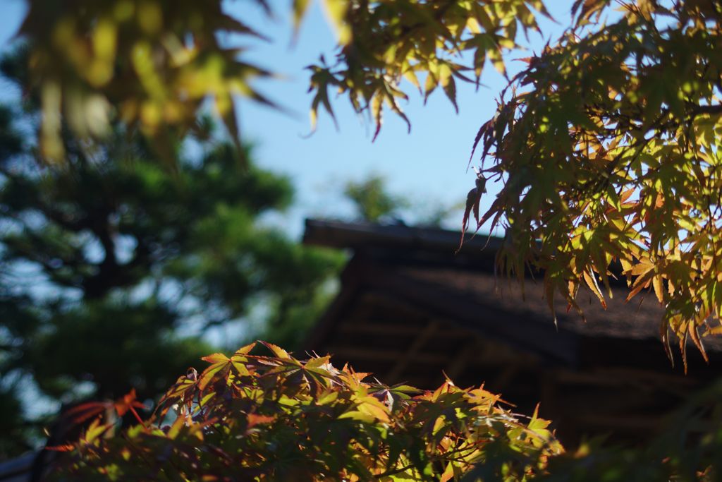 寒露　モミジ　Ⅱ