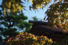 寒露　モミジ　Ⅱ