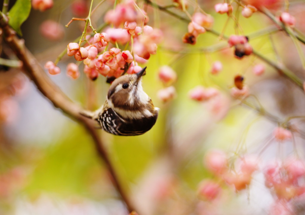 野鳥を探して　コゲラ