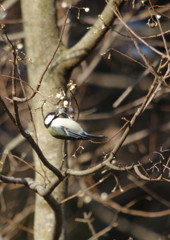 野鳥を探して　シジュウカラ　Ⅲ