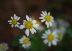 寒冷　花の名？　Ⅱ