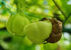 抜殻（アブラゼミ？）