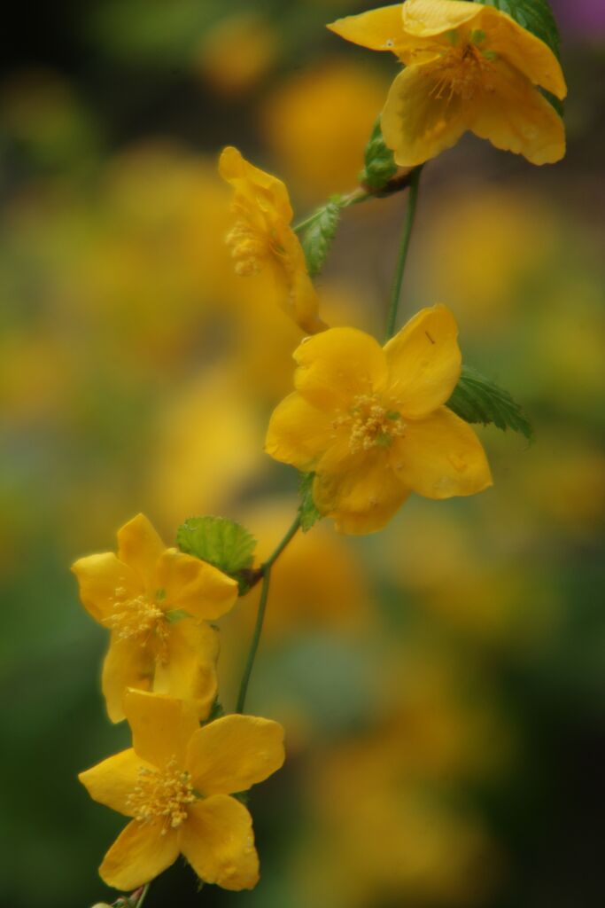 花春　山吹