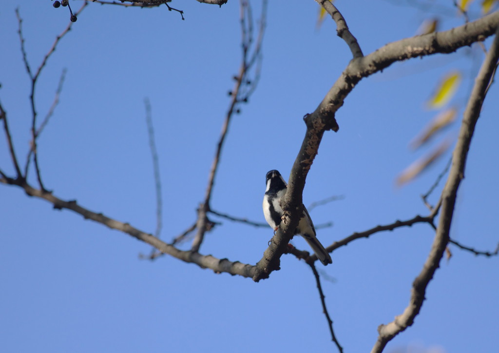 野鳥を探して　シジュウカラ　Ⅲ