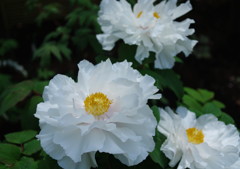 春爛漫　牡丹　Ⅳ