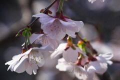 仲春　桜　Ⅱ