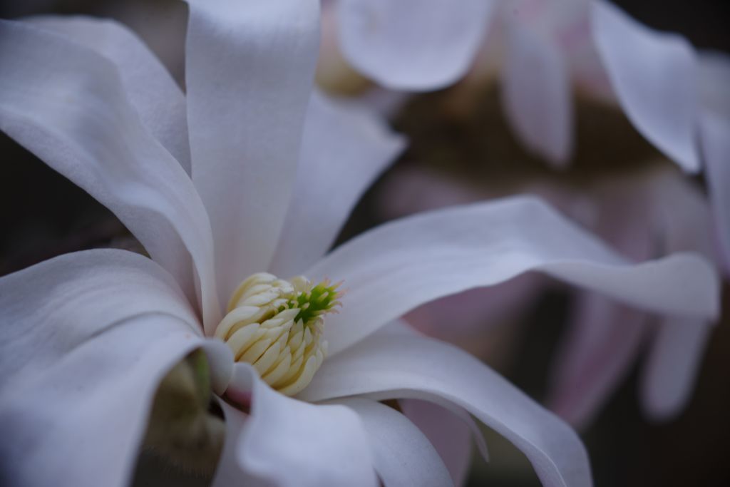 春風　コブシ？