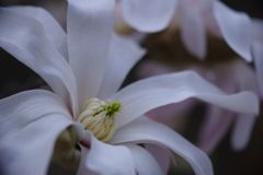 春風　コブシ？