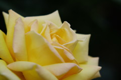 春色　薔薇　黄