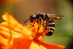 花と虫達　ツチバチ
