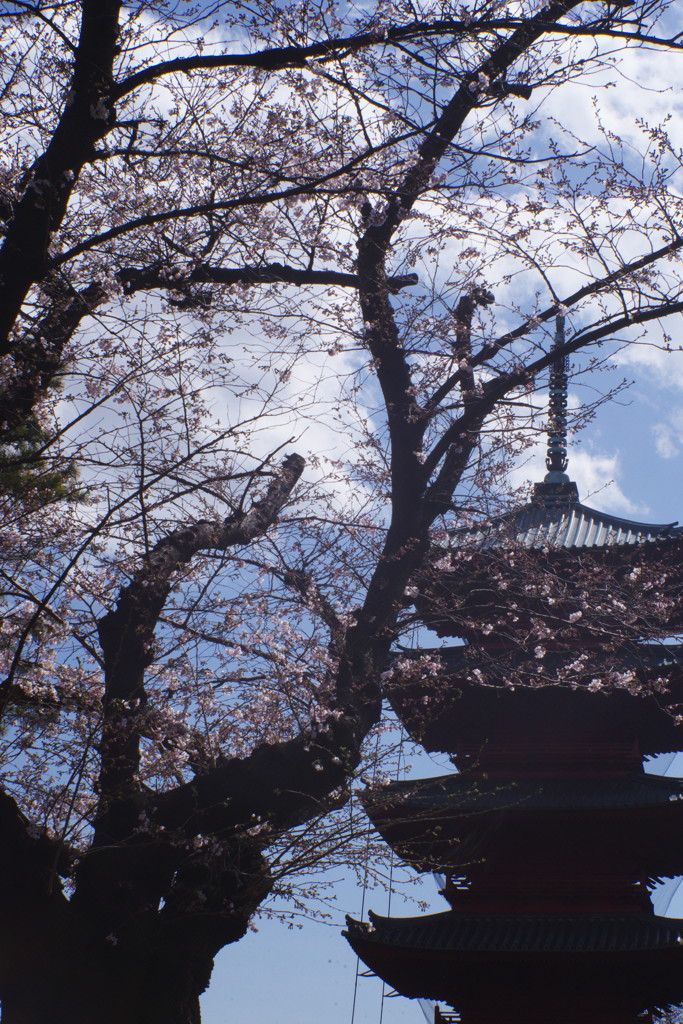 春暖　池上本門寺　五重塔