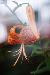 晩夏　オニユリ　Ⅲ