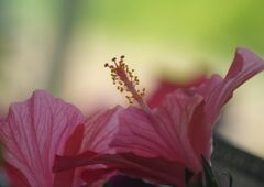 万緑　ハイビスカス　Ⅱ