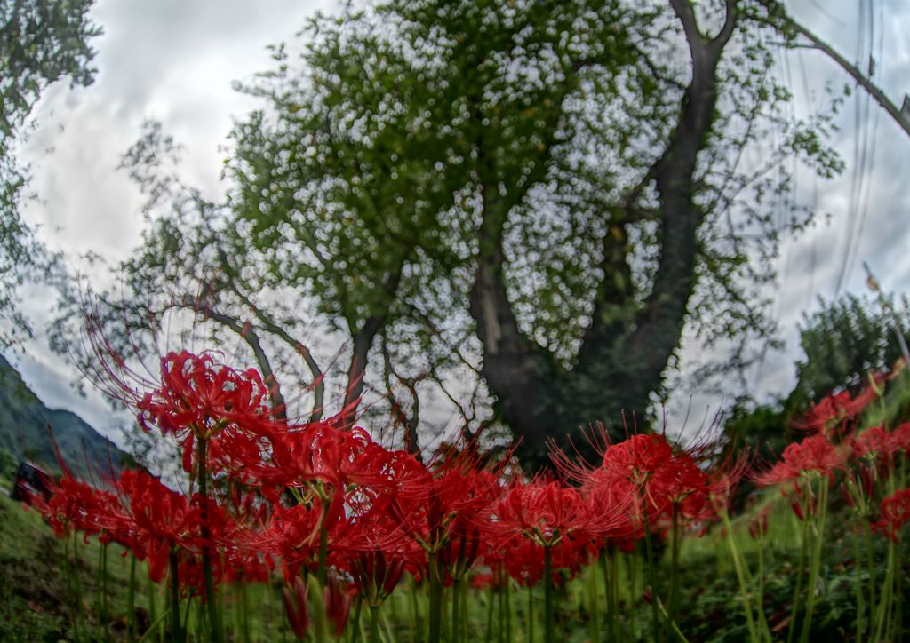 行秋　彼岸花　Ⅱ