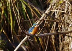 野鳥を探して　カワセミ