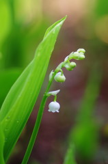 春爛漫　すずらん　Ⅲ